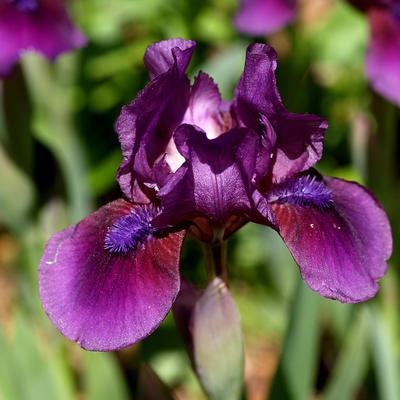 Purple iris #2