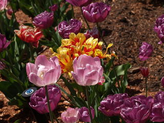 Tulips #8