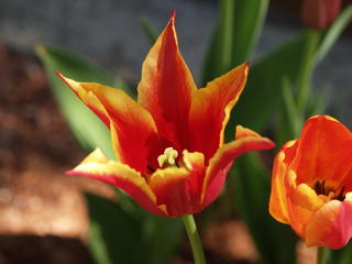 Red and yellow tulip #2