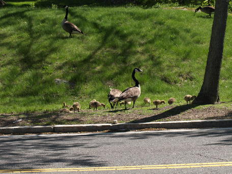The goose family #4