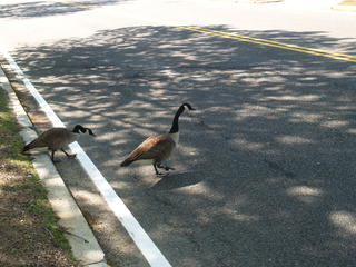 Goose crossing
