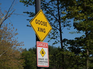 Goose crossing #5