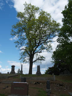 Graveyard tree