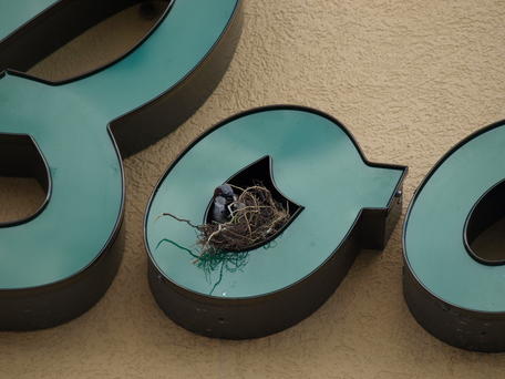 Bird nesting on Donelans sign #4
