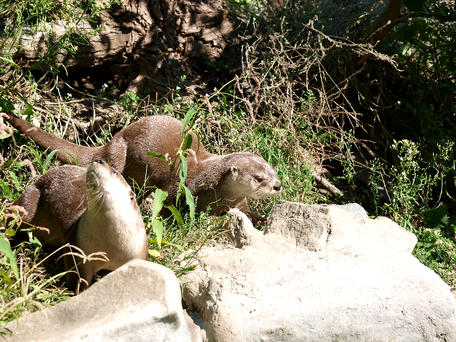 Otters #2