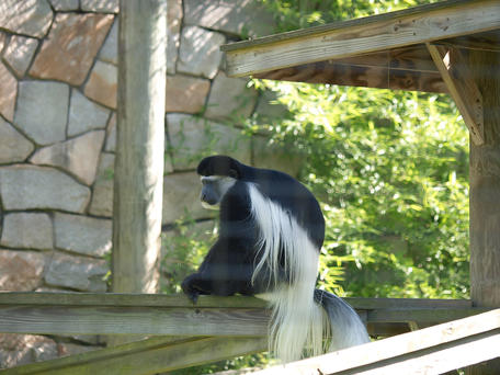 Black and White Colobus monkey