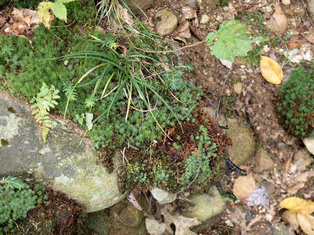Moss and undercover plants