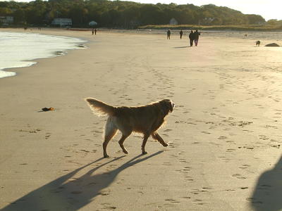 Dog on the beach #2