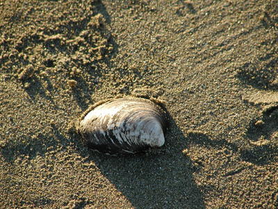 Sea shell #2