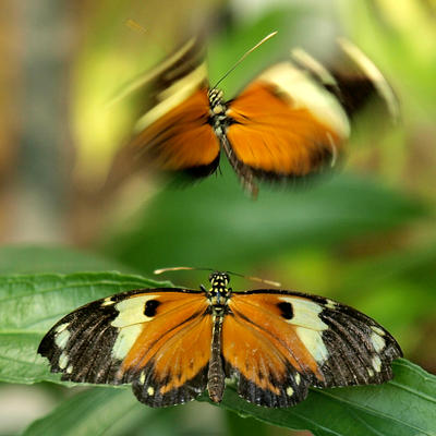 Butterfly in flight #3