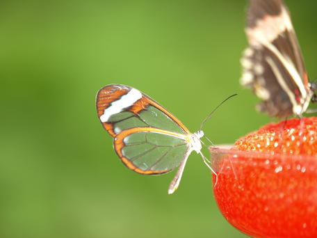 Transparent butterfly #2
