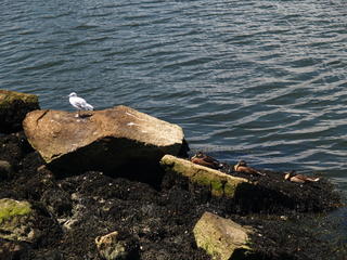 Seagull and ducks