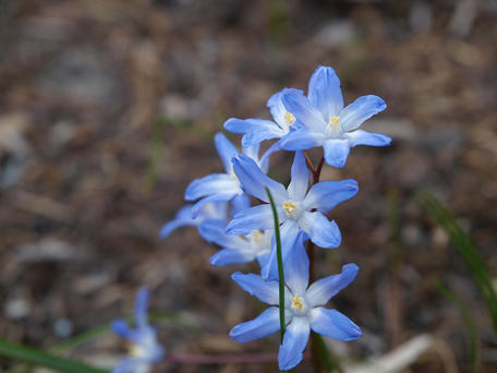 Blue flowers #3