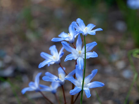 Blue flowers #4