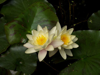 Water lily #4