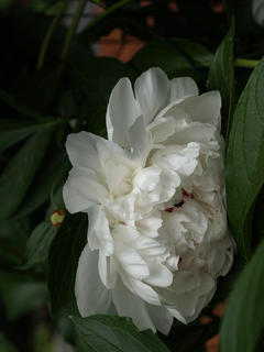 Peony and ant