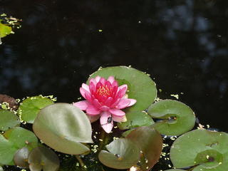 Water lily #5