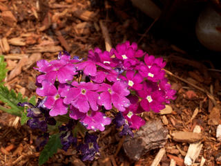 Purple flowers #3
