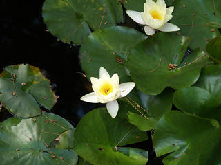 Water lily #6