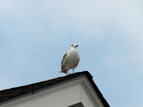 Private gull reporting for duty