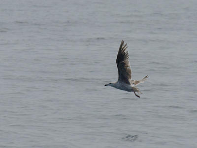 Sea gull #2