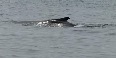 Humpback whale #2