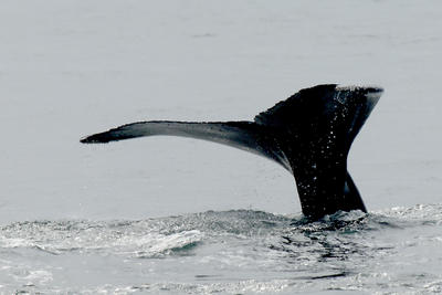 Whale tail #5