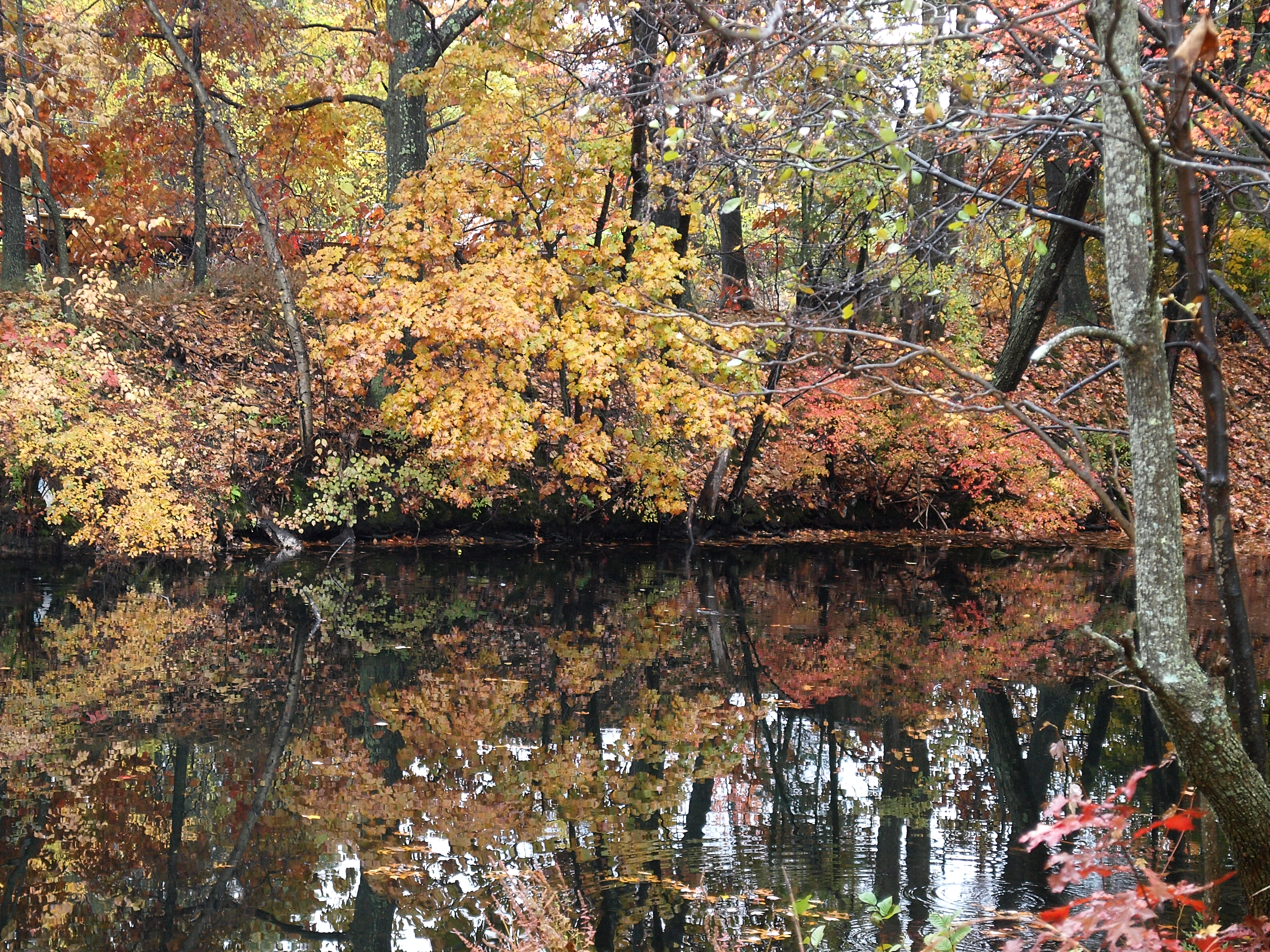 Fall pond
