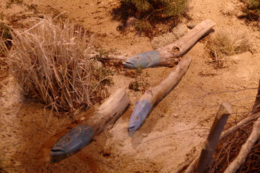 Fish driftwood