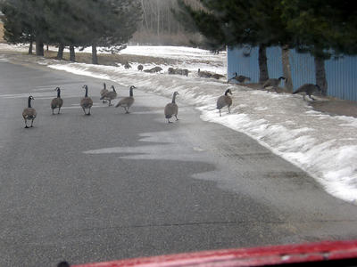 Goose crossing #2
