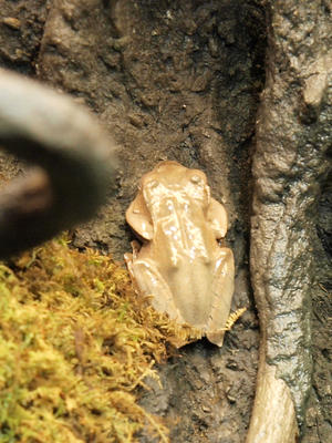 Borneo Earred frog