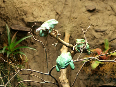 Waxy Monkey frog