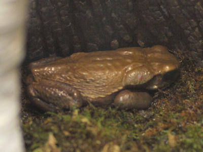 Smooth-sided toad
