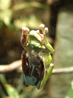 Chinese Gliding frog