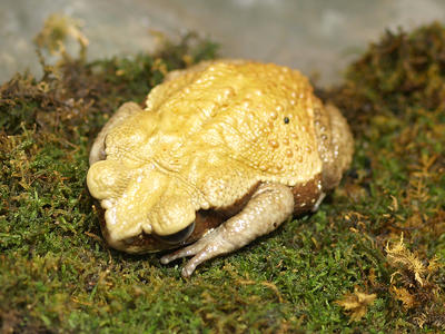 Smooth-sided toad #2