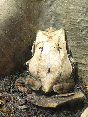 Long-nosed Horned frog
