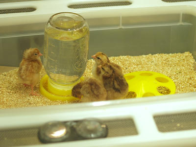 New born chicks