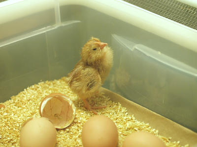 New born chick