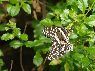 Two butterflies #2
