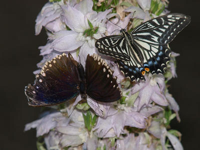 Two butterflies #4