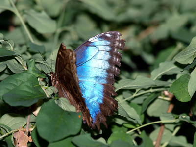 Butterfly #8