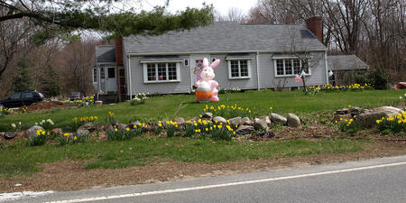 Easter bunny and daffodils