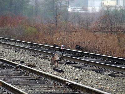 Turkey walking the rails #2