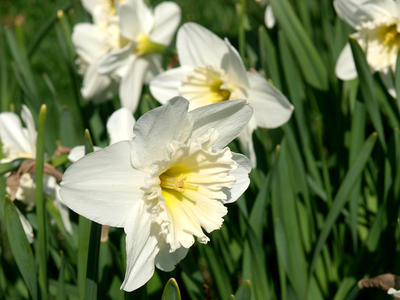 White daffodil #2