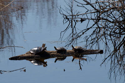 3 turtles on a log #2