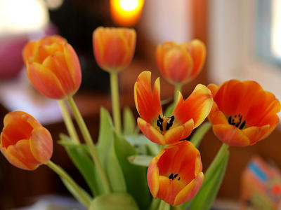 Orange tulips #2