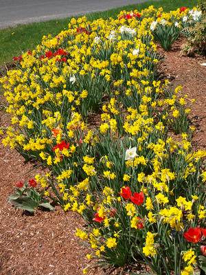 Tulips and daffodils #4