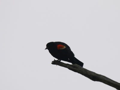 Red-wing blackbird #2