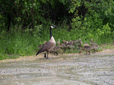 Goose and goslings #4