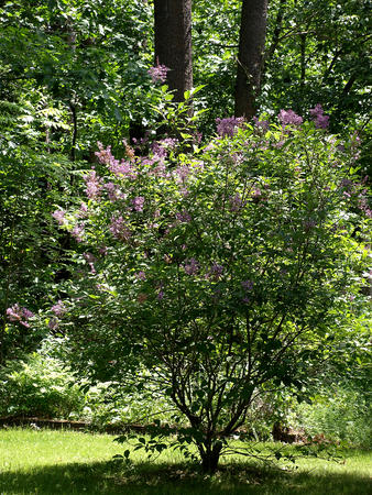 Lilac bush #2
